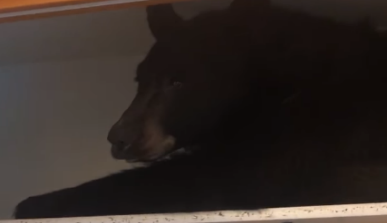 Οικογένεια βρήκε μια αρκούδα να… κοιμάται μέσα στην ντουλάπα της