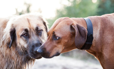 «Καμπάνα» σε κυνηγούς που δηλητηρίασαν σκύλους στην ορεινή Χαλκιδική