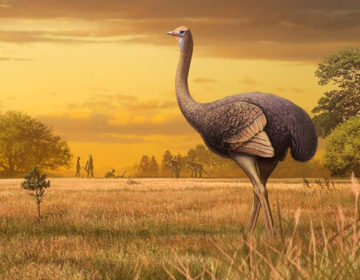Ανακαλύφθηκαν γιγάντια πουλιά τριπλάσια από τη στρουθοκάμηλο