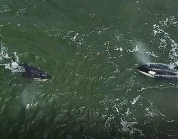 Οι όρκες και οι φάλαινες μπελούγκα που απελευθερώθηκαν διάνυσαν ήδη 140 χιλιόμετρα