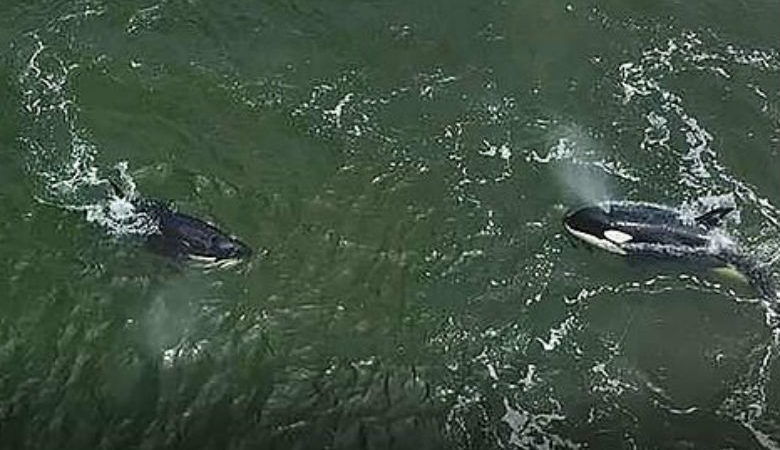 Οι όρκες και οι φάλαινες μπελούγκα που απελευθερώθηκαν διάνυσαν ήδη 140 χιλιόμετρα