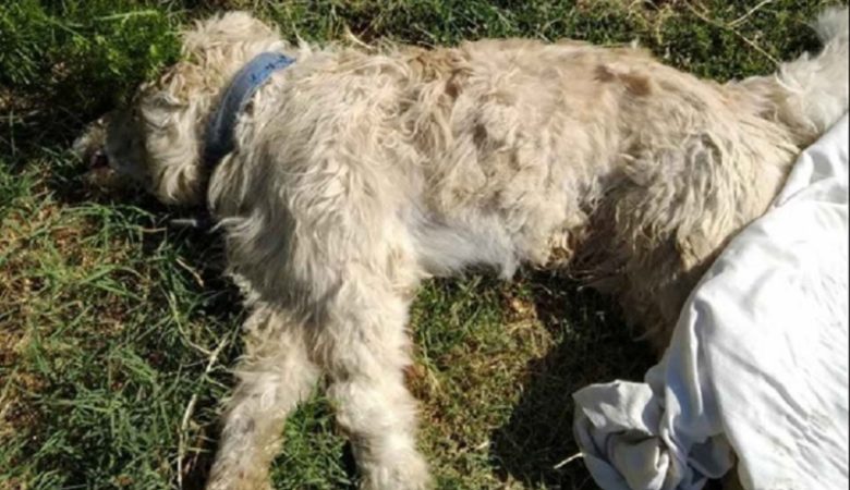Δηλητηρίασαν μαζικά σκυλιά στα Καμένα Βούρλα