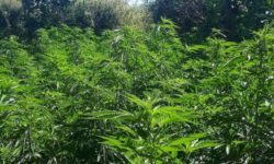Ρέθυμνο: Εντοπίστηκαν τρεις φυτείες κάνναβης στο Ρέθυμνο – Έγιναν συλλήψεις στα Ανώγεια