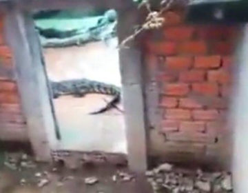 Φρικτός θάνατος για κοριτσάκι που έπεσε σε λάκκο με κροκόδειλους