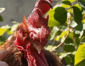 Ξανά στο εδώλιο ο φασαριόζος κόκορας Μόρις