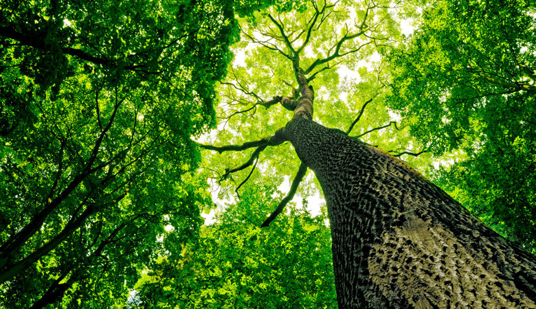 Κλιματική αλλαγή: Αλλάζουν μορφή τα δέντρα – Πώς θα μοιάζουν