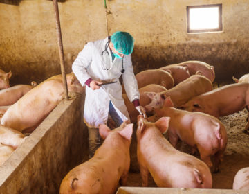 Κρούσματα αφρικανικής πανώλης των χοίρων στη Βουλγαρία