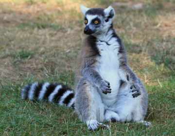 Έκλεψε λεμούριο από ζωολογικό κήπο για να τον κρατήσει ως κατοικίδιο
