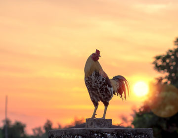 Μήνυσε τον… κόκκορα του γείτονά του, γιατί λαλούσε πολύ και μάλιστα κέρδισε