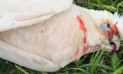 Δεκάδες παπαγάλοι βρέθηκαν νεκροί με αίμα να τρέχει από τα μάτια τους