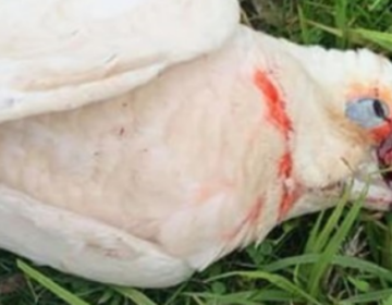 Δεκάδες παπαγάλοι βρέθηκαν νεκροί με αίμα να τρέχει από τα μάτια τους