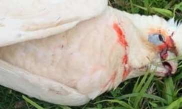 Δεκάδες παπαγάλοι βρέθηκαν νεκροί με αίμα να τρέχει από τα μάτια τους