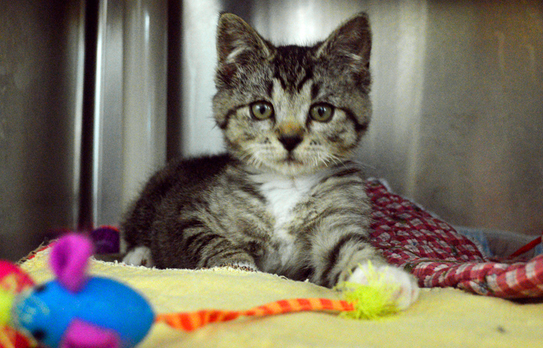 Λυκειάρχης πυροβόλησε εν ψυχρώ γάτο και τον άφησε παράλυτο