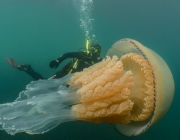 Βούτηξε στη θάλασσα και συνάντησε μια μέδουσα – μαμούθ