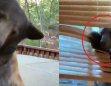 Αρκούδα μπαίνει σε σπίτι και η ένοικος την καταγράφει με απόλυτη ψυχραιμία