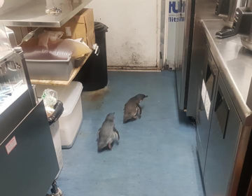 Συνελήφθησαν δυο μπλε πιγκουίνοι που διέρρηξαν εστιατόριο σούσι