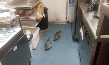 Συνελήφθησαν δυο μπλε πιγκουίνοι που διέρρηξαν εστιατόριο σούσι