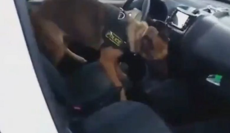 Αστυνομικός σκύλος «ξετρυπώνει» ναρκωτικά σε κιβώτιο ταχυτήτων αυτοκινήτου