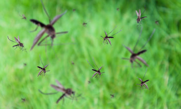 Μολυσμένα με τον ιό του Δυτικού Νείλου κουνούπια εντοπίστηκαν στον Τύρναβο