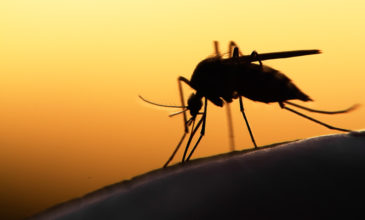 Αυτό θα συνέβαινε στον κόσμο αν εξαφανίζονταν όλα τα κουνούπια