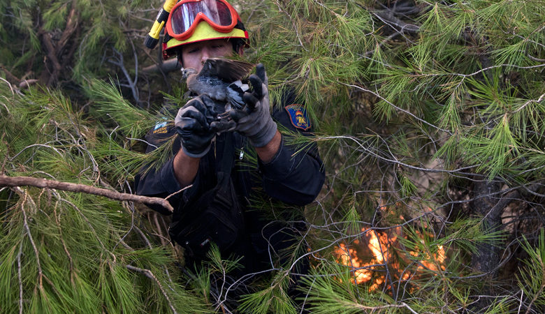 Ροδόπη: Με επίγειες δυνάμεις συνεχίζεται η επιχείρηση κατάσβεσης της πυρκαγιάς στο Παπίκιο Όρος