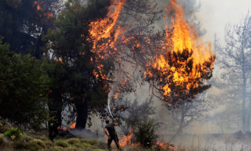 Πυρκαγιά σε δασική έκταση στην Μεσσηνία