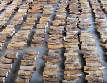 Μάστιγα το λαθρεμπόριο ελεφαντόδοντου στη Σιγκαπούρη