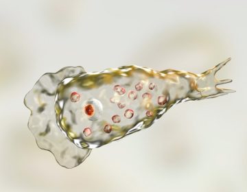 Πέθανε από επίθεση… αμοιβάδας που του προκάλεσε μηνιγγοεγκεφαλίτιδα