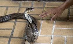ΗΠΑ: Λαθρέμπορος εξωτικών ειδών είχε κρύψει στο παντελόνι του 52 ζωντανά φίδια και σαύρες