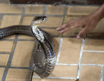 Σκότωσε και έκοψε σε κομμάτια φίδι με τα δόντια του επειδή τον δάγκωσε