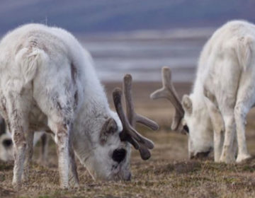 Η κλιματική αλλαγή «σκότωσε» 200 ταράνδους στην Αρκτική
