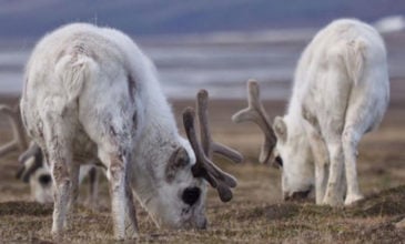 Η κλιματική αλλαγή «σκότωσε» 200 ταράνδους στην Αρκτική