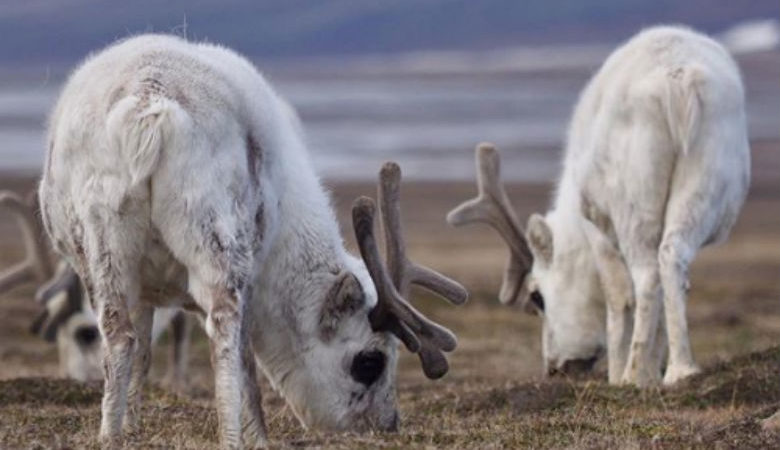 Η κλιματική αλλαγή «σκότωσε» 200 ταράνδους στην Αρκτική