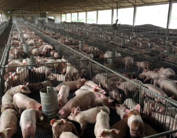 Συναγερμός για εξάπλωση της αφρικανικής πανώλης των χοίρων στη Βουλγαρία