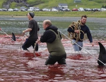 Κατέσφαξαν 23 φάλαινες-πιλότους μπροστά σε εκατοντάδες τουρίστες