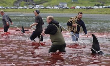 Κατέσφαξαν 23 φάλαινες-πιλότους μπροστά σε εκατοντάδες τουρίστες
