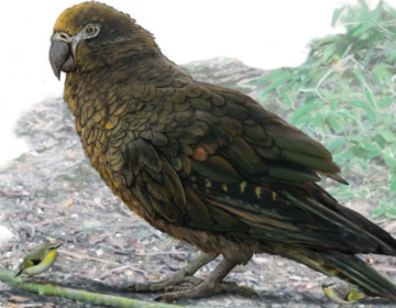 Αυτός είναι ο μεγαλύτερος παπαγάλος που υπήρξε ποτέ στη Γη