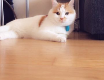 Ο… Σύρος γάτος πρόσφυγας της Ειδομένης ζει πλέον ξέγνοιαστος στη Σουηδία