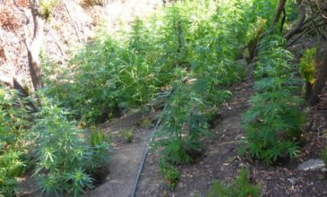 Εντοπισμός φυτειών και σύλληψη για ναρκωτικά στο Ρέθυμνο