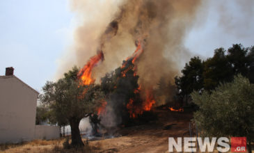 Σώθηκε το πευκοδάσος Natura από τη μανία της φωτιάς στην Εύβοια