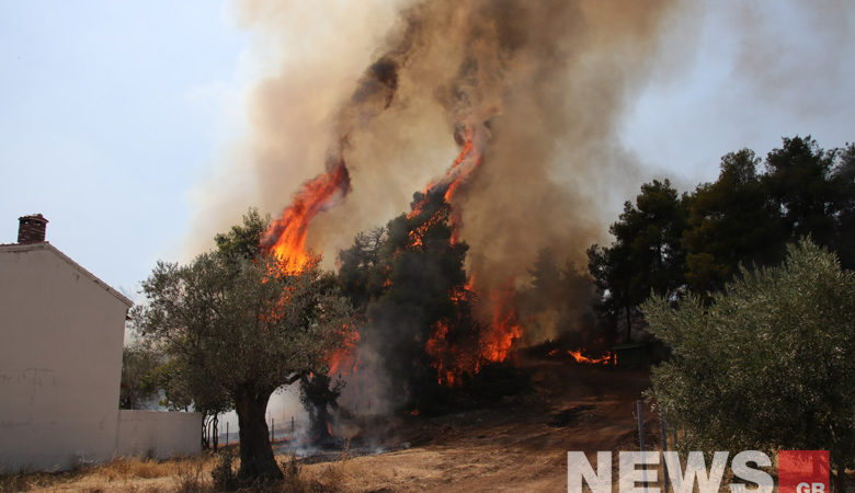Σώθηκε το πευκοδάσος Natura από τη μανία της φωτιάς στην Εύβοια