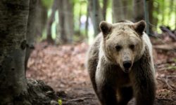 Καστοριά: Βόλτες στο κέντρο της πόλης έκανε μία αρκούδα με τα δύο μωρά της