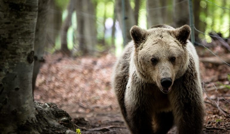 Φλώρινα: Έρευνα του ΥΠΕΝ για την θανάτωση των τριών αρκούδων