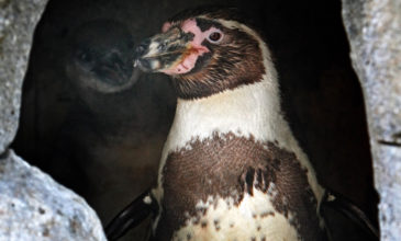 Δύο ομοφυλόφιλοι πιγκουίνοι κλωσσούν αυγό στον ζωολογικό κήπο Βερολίνου