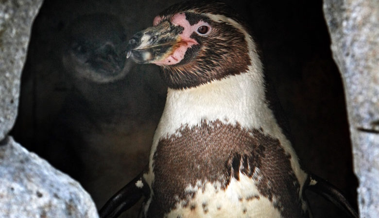 Δύο ομοφυλόφιλοι πιγκουίνοι κλωσσούν αυγό στον ζωολογικό κήπο Βερολίνου