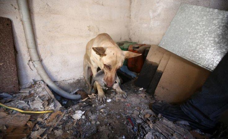 Η σκυλίτσα που έσωσε τα μικρά της από την φωτιά στον Υμηττό