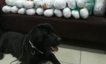 Αστυνομικός σκύλος εντόπισε τα κρυμμένα σε κοντέινερ ναρκωτικά