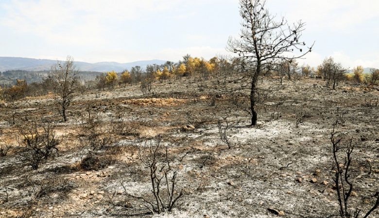 Τις καμμένες περιοχές της Εύβοιας επισκέφτεται την Τρίτη ο Χατζηδάκης