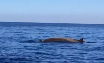 Φάλαινες «φυσητήρες» κολυμπούν δίπλα σε σκάφος στην Κρήτη