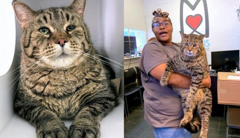 Βρήκε σπίτι ο μεγαλύτερος σε μέγεθος γάτος στον κόσμο